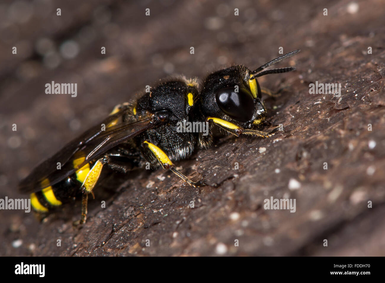 Ectemnius continuus digger wasp. A solitary wasp in the family Crabronidae, at rest on wood Stock Photo