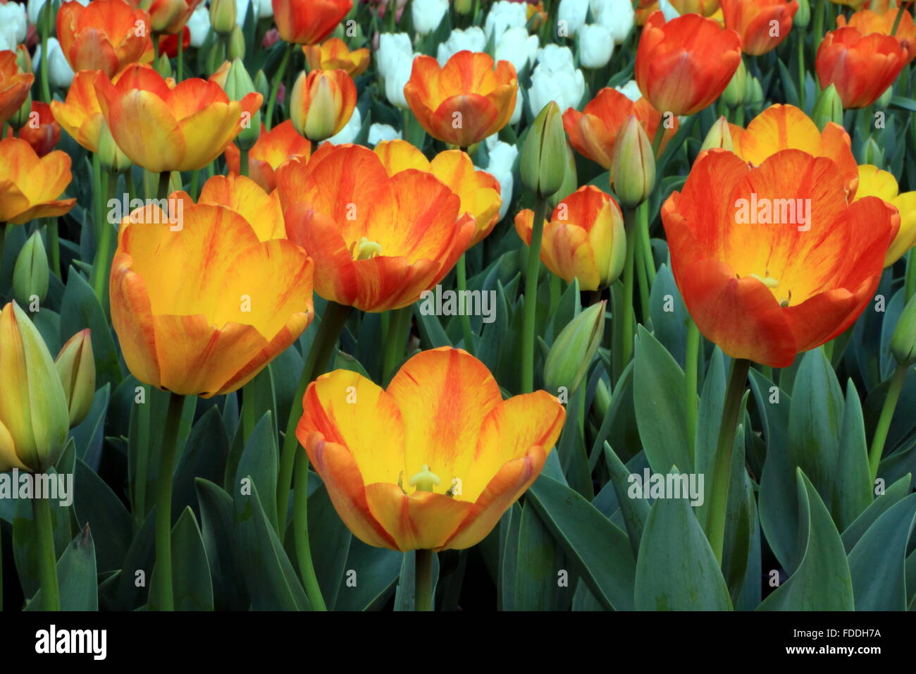 Orange tulips in garden Stock Photo Alamy