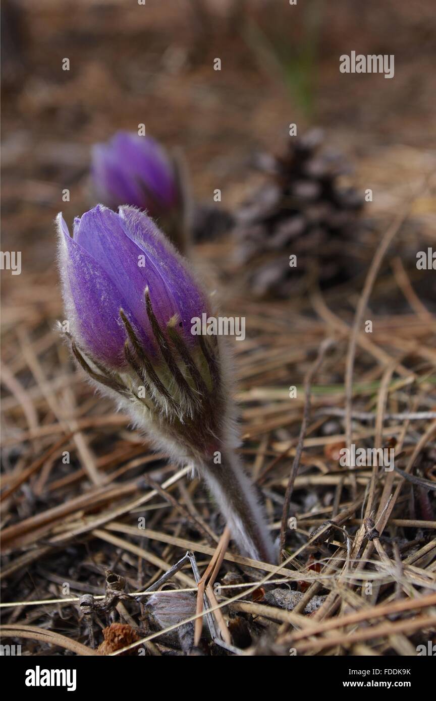 Little purple flower on the forest floor Stock Photo - Alamy