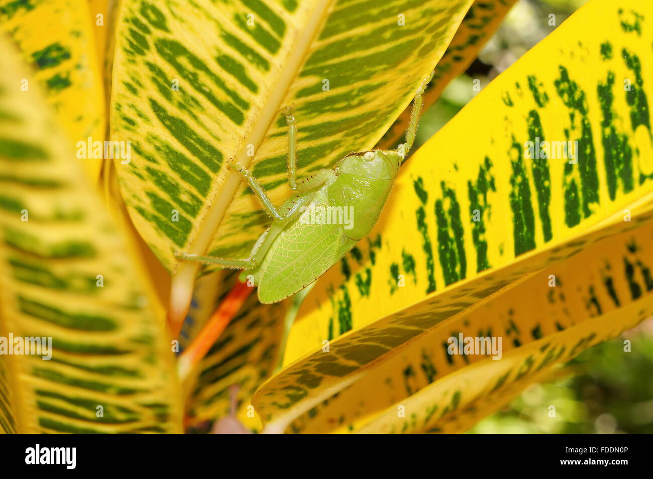 Brown-faced spear bearer katydid, Copiphora hastata, under croton leaf, Costa Rica Stock Photo