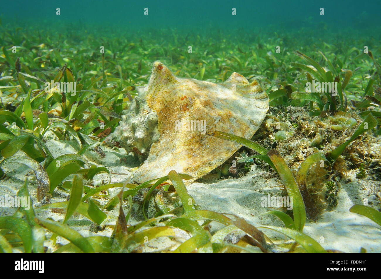 Shell of queen conch, Lobatus gigas, underwater on seabed with seagrass, Caribbean sea Stock Photo