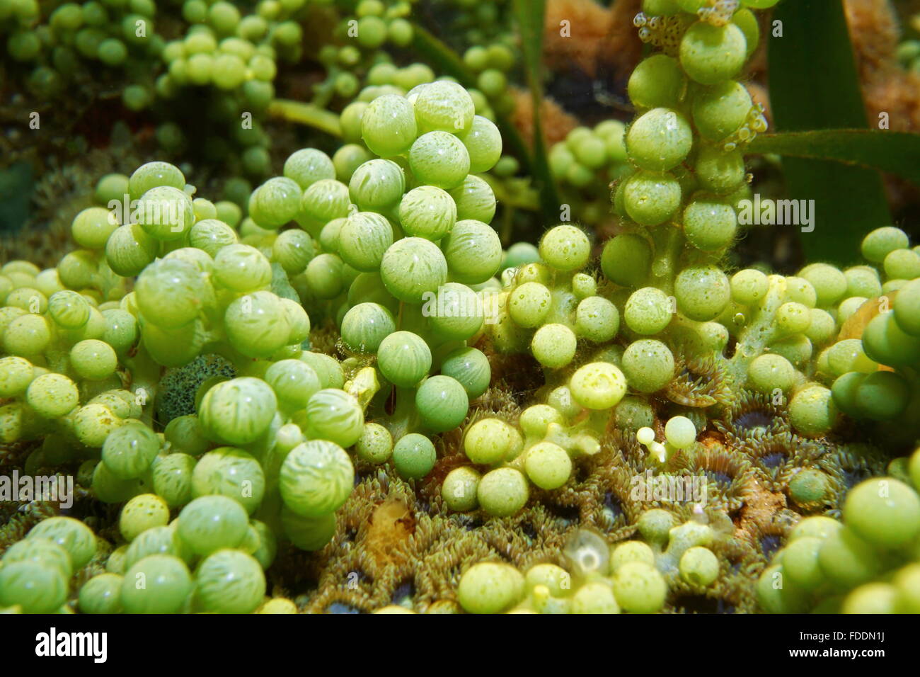 Seaweed sea grapes, Caulerpa racemosa, underwater on shallow seabed, Caribbean sea, Central America Stock Photo
