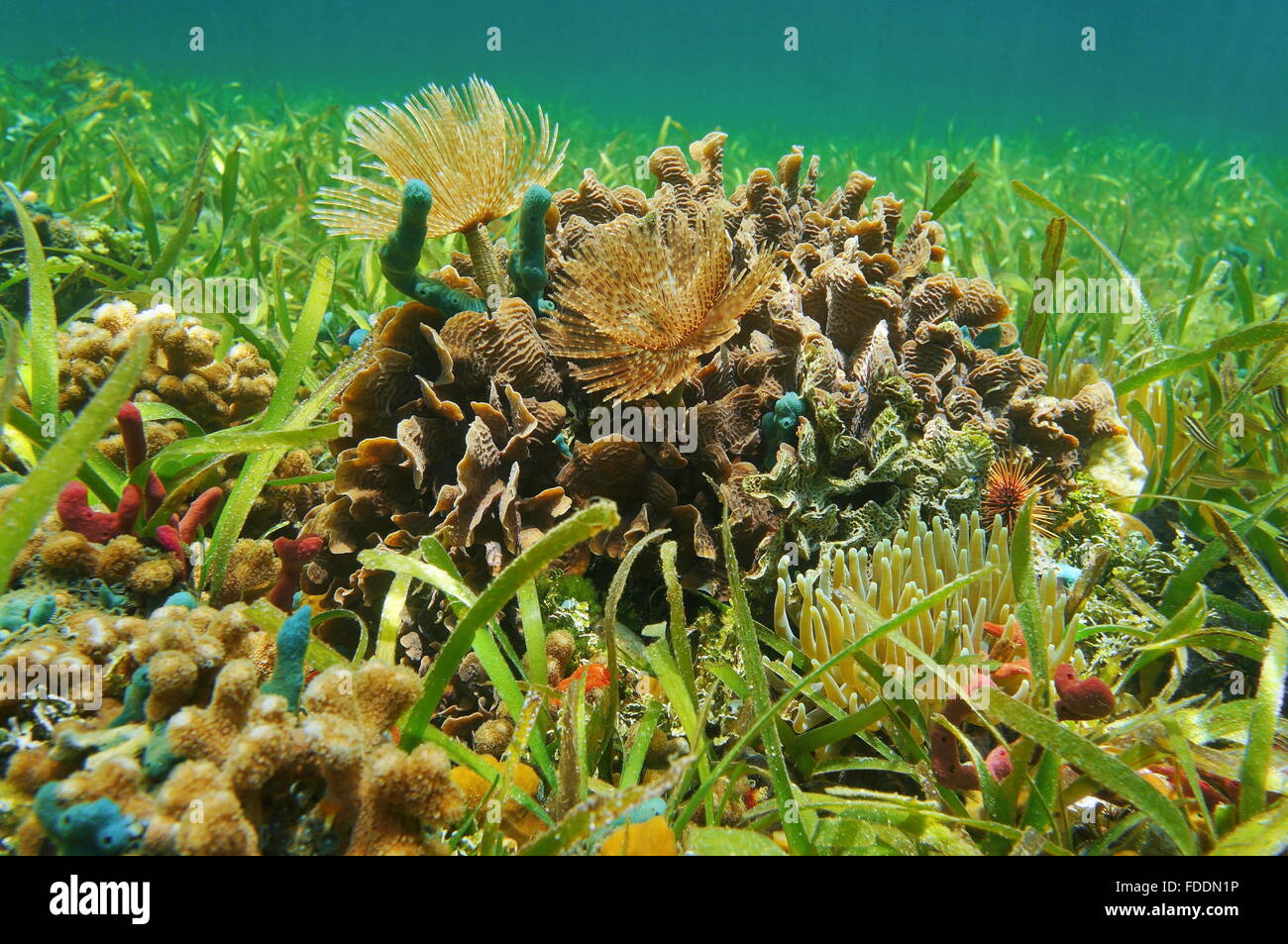 Underwater marine life on a shallow seabed with seagrass in the Caribbean sea Stock Photo