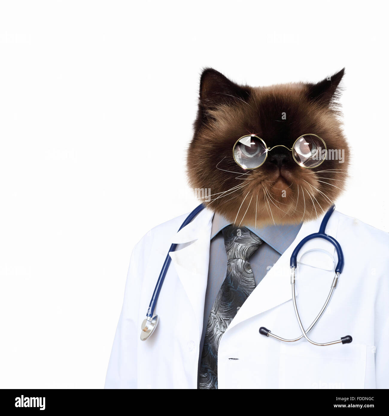 Funny fluffy cat doctor in a robe and glasses. collage Stock Photo Alamy