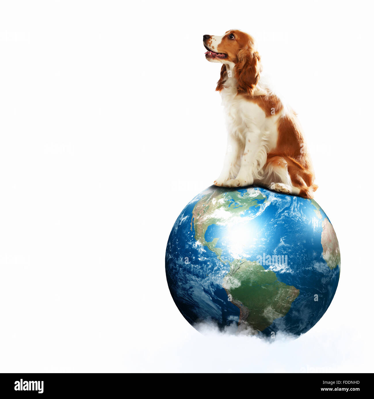 Животные на земном шаре. Собака на земном шаре. Собака с земным шаром. Кролик на земном шаре. Изображение земного шара с собакой.
