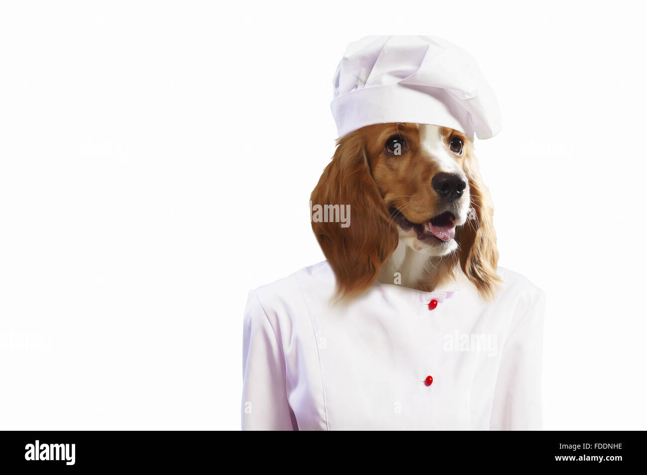 Funny dog ??dressed as a chef. Collage Stock Photo Alamy