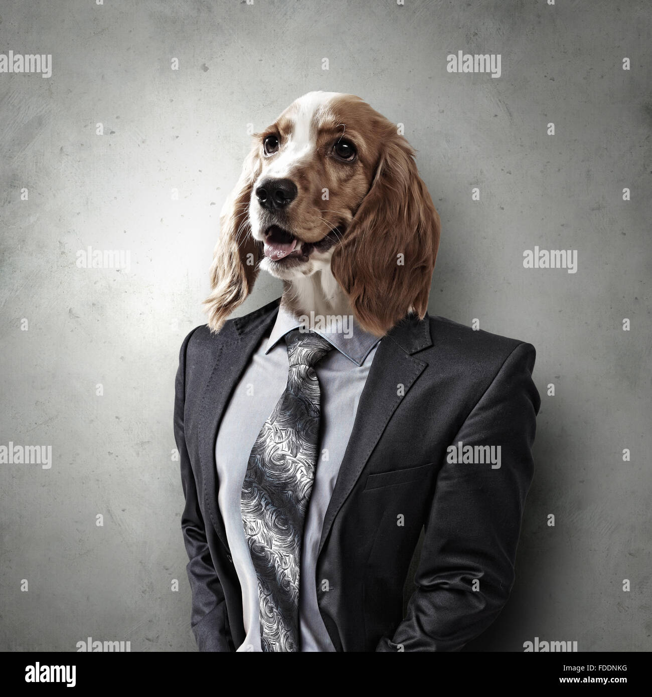 85 Dog Football Costume Stock Photos, High-Res Pictures, and