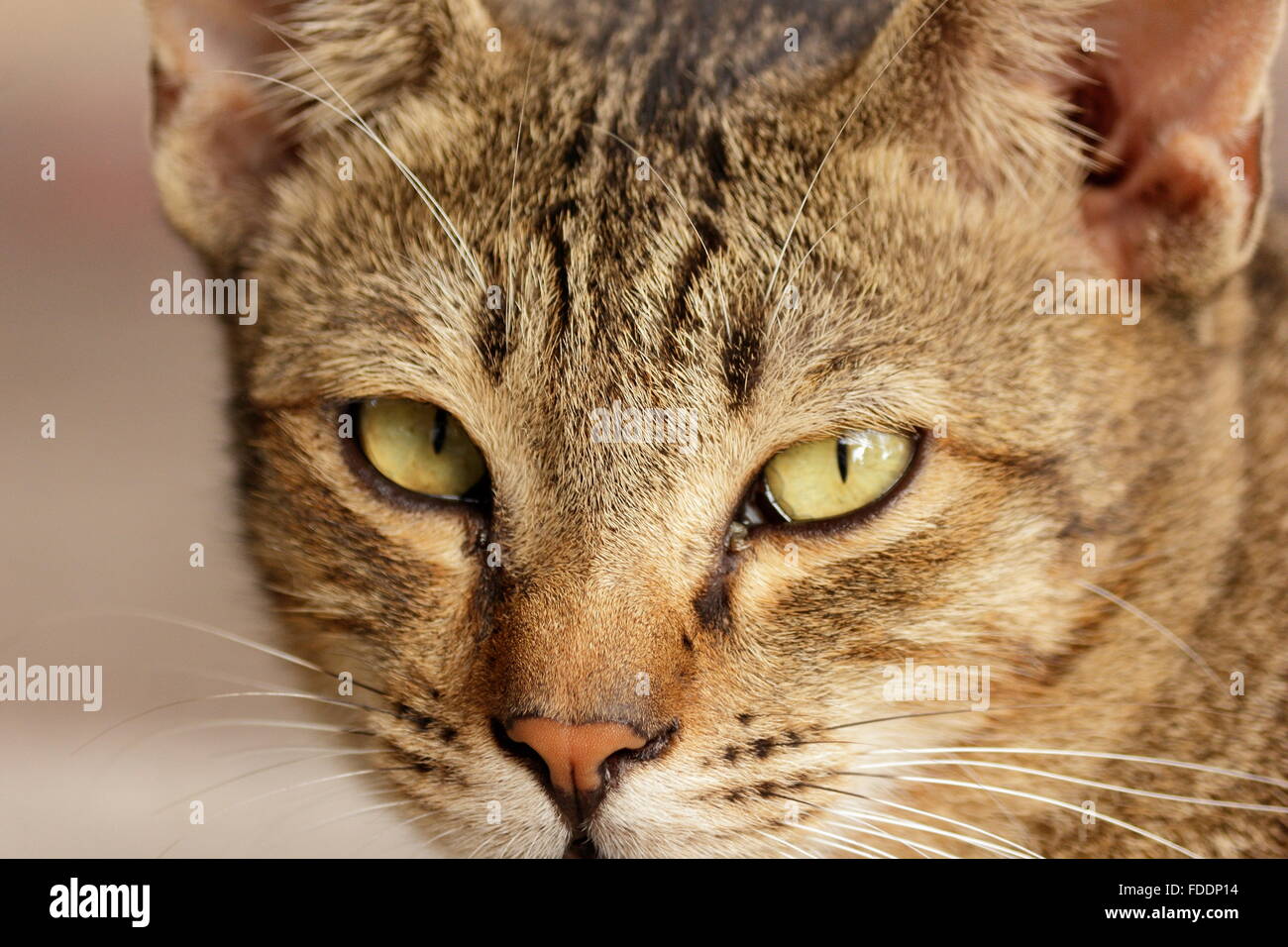 Zooming on the face of a cat with fierce eyes Stock Photo Alamy