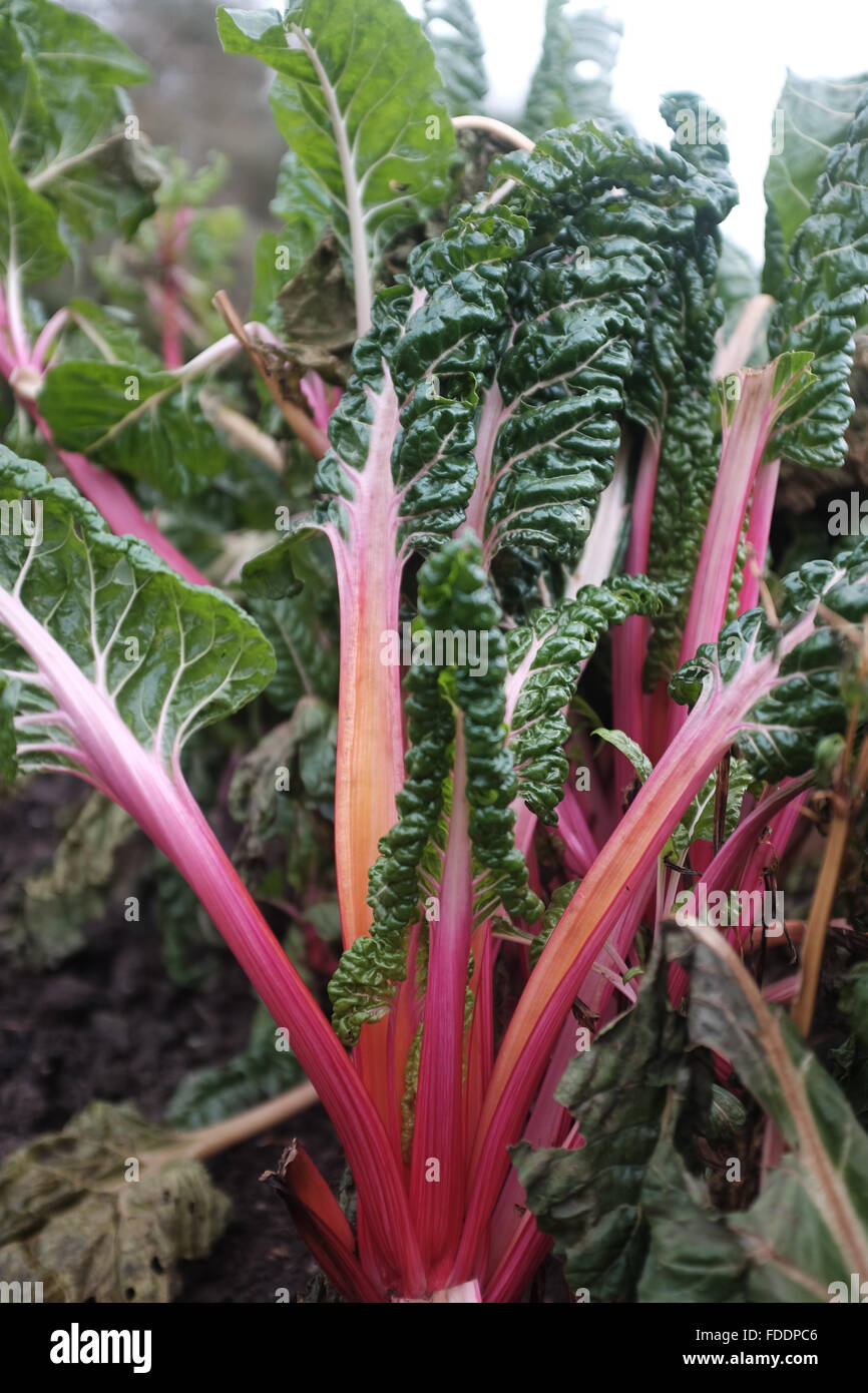 portrait photo of red-stemmed rainbow chard Stock Photo