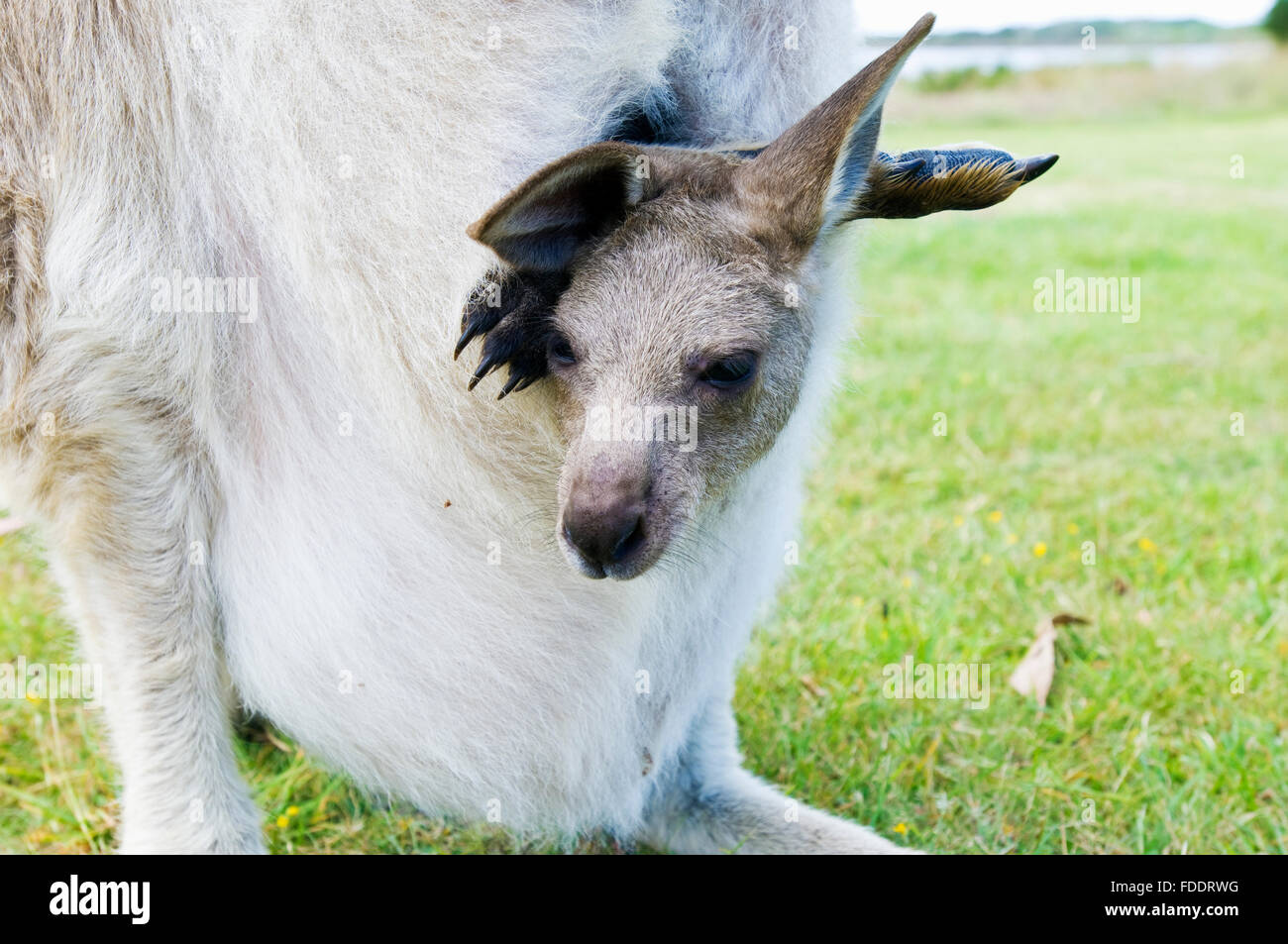 Forester kangaroo and joey in Tasmania, Australia Stock Photo