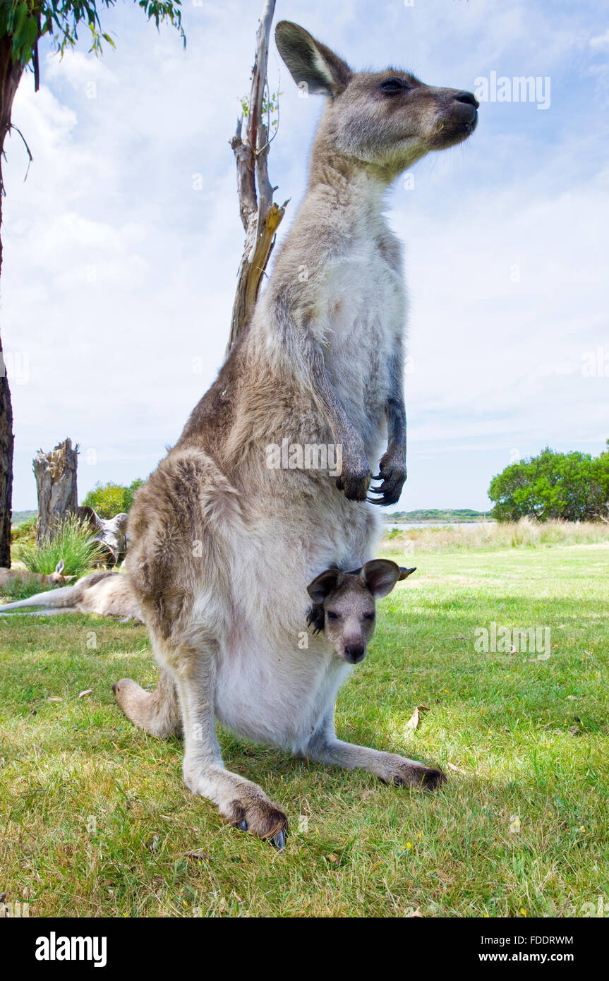 Forester kangaroo and joey in Tasmania, Australia Stock Photo