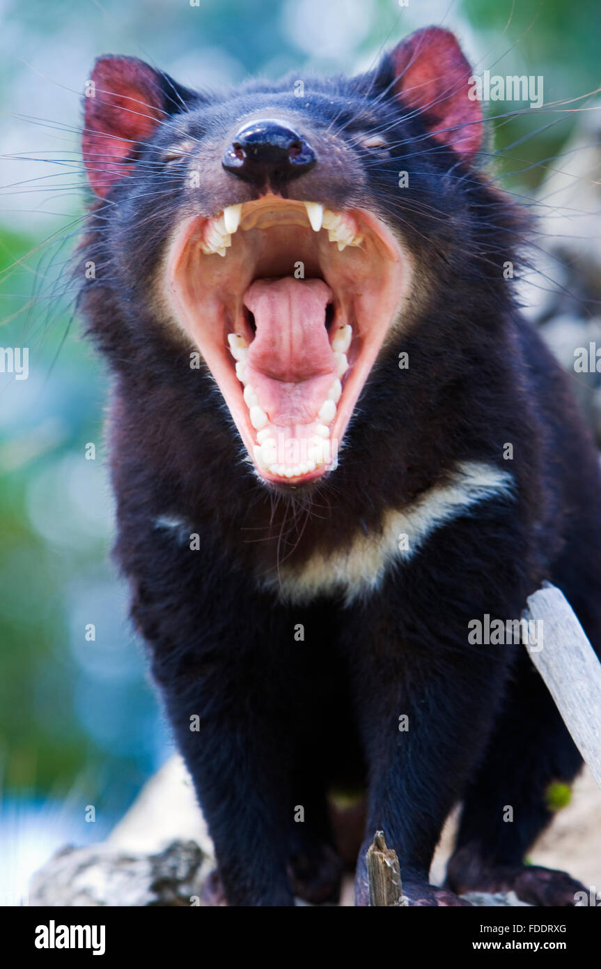 Portrait of a Tasmanian Devil with it's mouth open and showing it's teeth. Image taken in Tasmania Australia Stock Photo