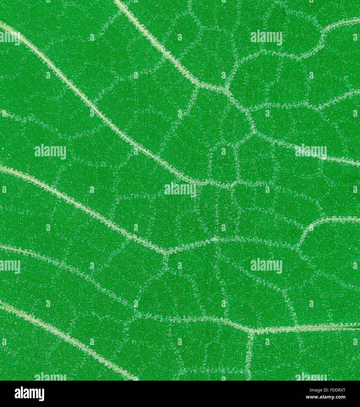 Low Scale Magnification of Green Leaf Stock Photo