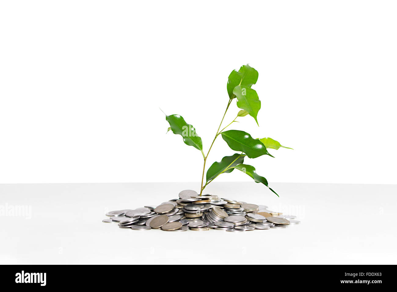 Banking and Finance Coins Money Nobody Plant Plant-life Rupees Sapling Stem Strategy Stock Photo