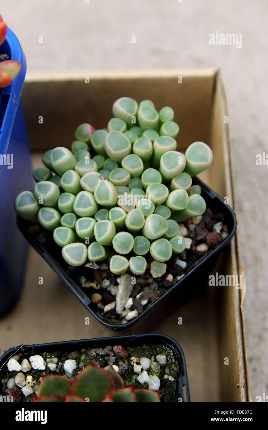Fenestraria aurantiaca or known as Babies' toes or window plant Stock Photo