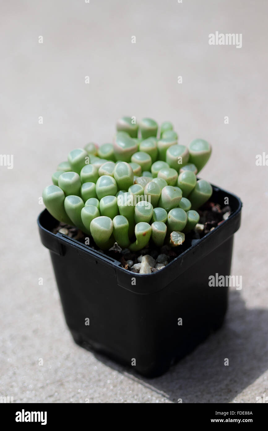 Fenestraria rhopalophylla or known as Babies' toes or window plant Stock Photo