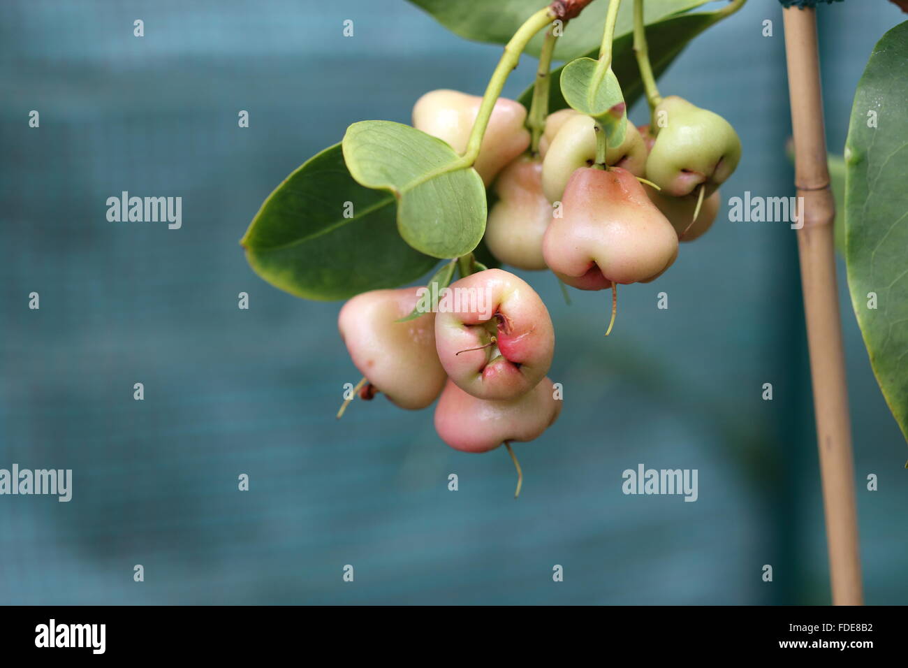 Syzgium samarangense or known as Wax Jambu growing on a  tree Stock Photo