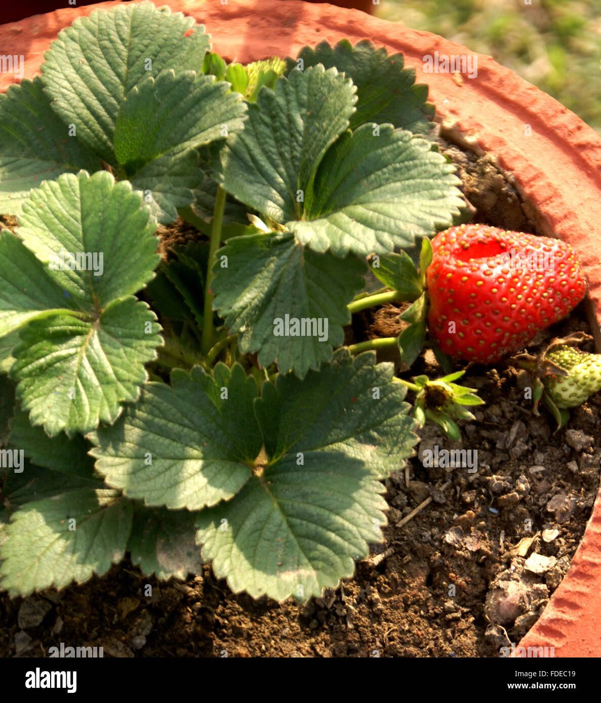 Fragaria ananassa, Garden strawberry, perennial herb with trifoliate leaves, white flowers and accessory berry fruit, red oval Stock Photo
