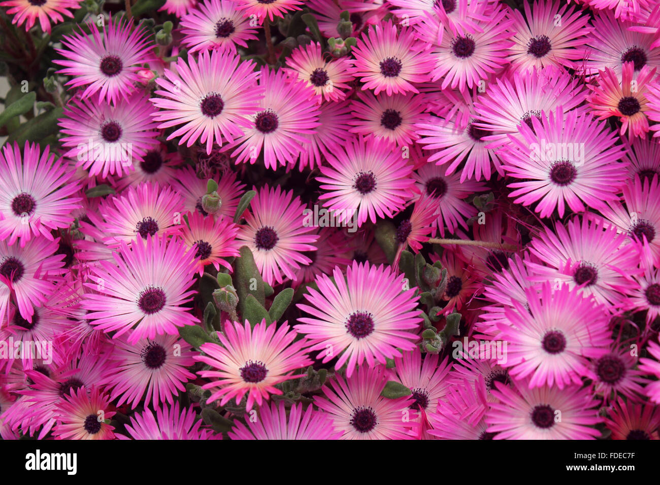 Mesembryanthemum bellidiformis, Livivingstone daisy, popular carpet forming ornamental herb, linear ice dotted leaves, flowers Stock Photo