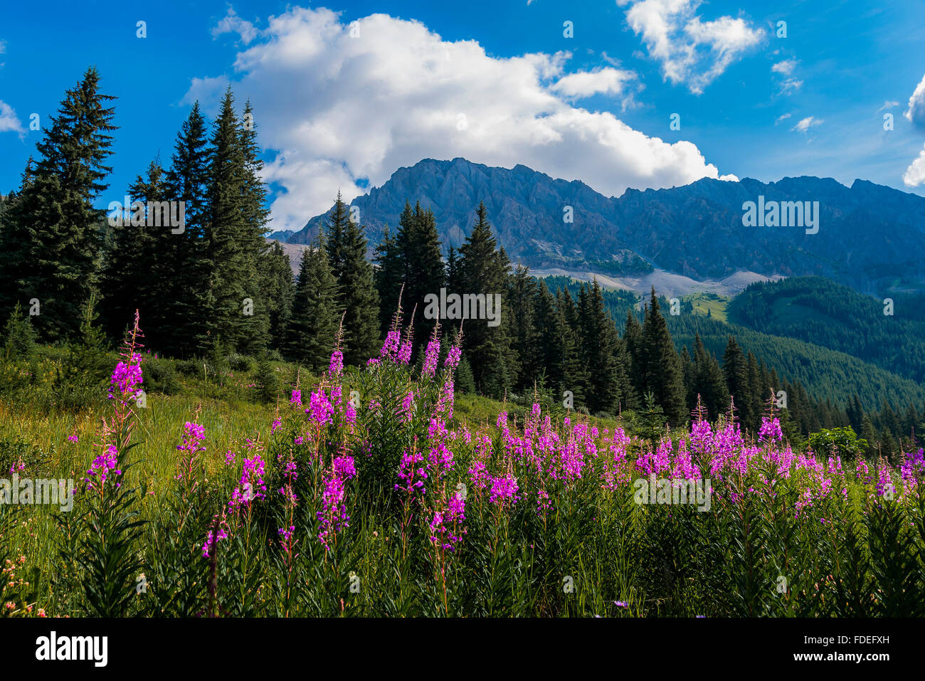 Wildflowers, Kananaskis, Alberta, Canada Stock Photo Alamy