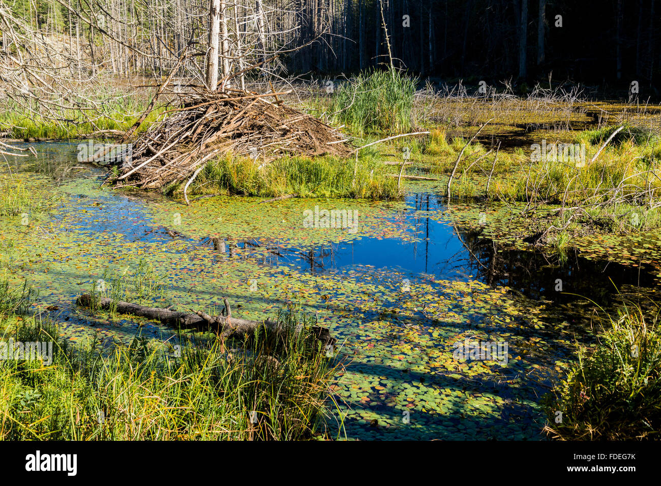 Beaver lodge in pond. Smuggler Cove Marine Park, Sechelt, Sunshine Coast, ,British Columbia, Canada Stock Photo