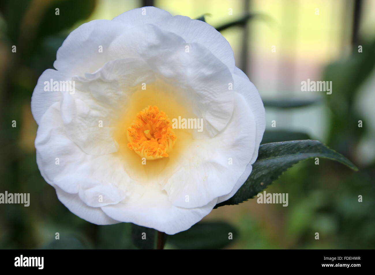 white beautiful camelia flower in the garden Stock Photo