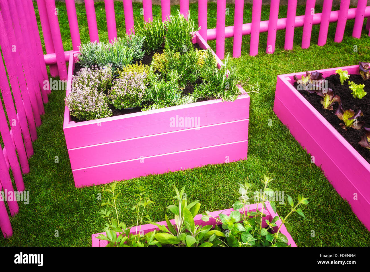 Herb garden. Pink raised beds with herbs and vegetables. Trendy garden design Stock Photo