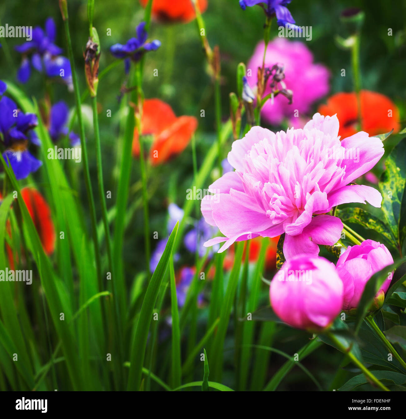Flowering pink peonies, irises and poppies. Beautiful summer garden
