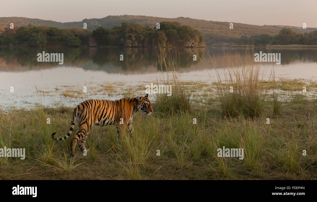 Wide angled shot of a wild tiger walking along the shores of the Raj Bagh lake on a foggy winter morning in Ranthambhore tiger r Stock Photo