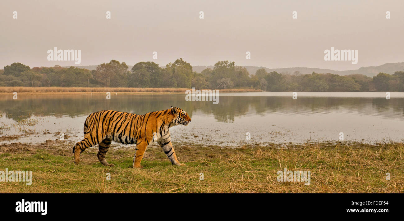 Wide angled shot of a wild tiger walking along the shores of the Raj Bagh lake on a foggy winter morning in Ranthambhore tiger r Stock Photo