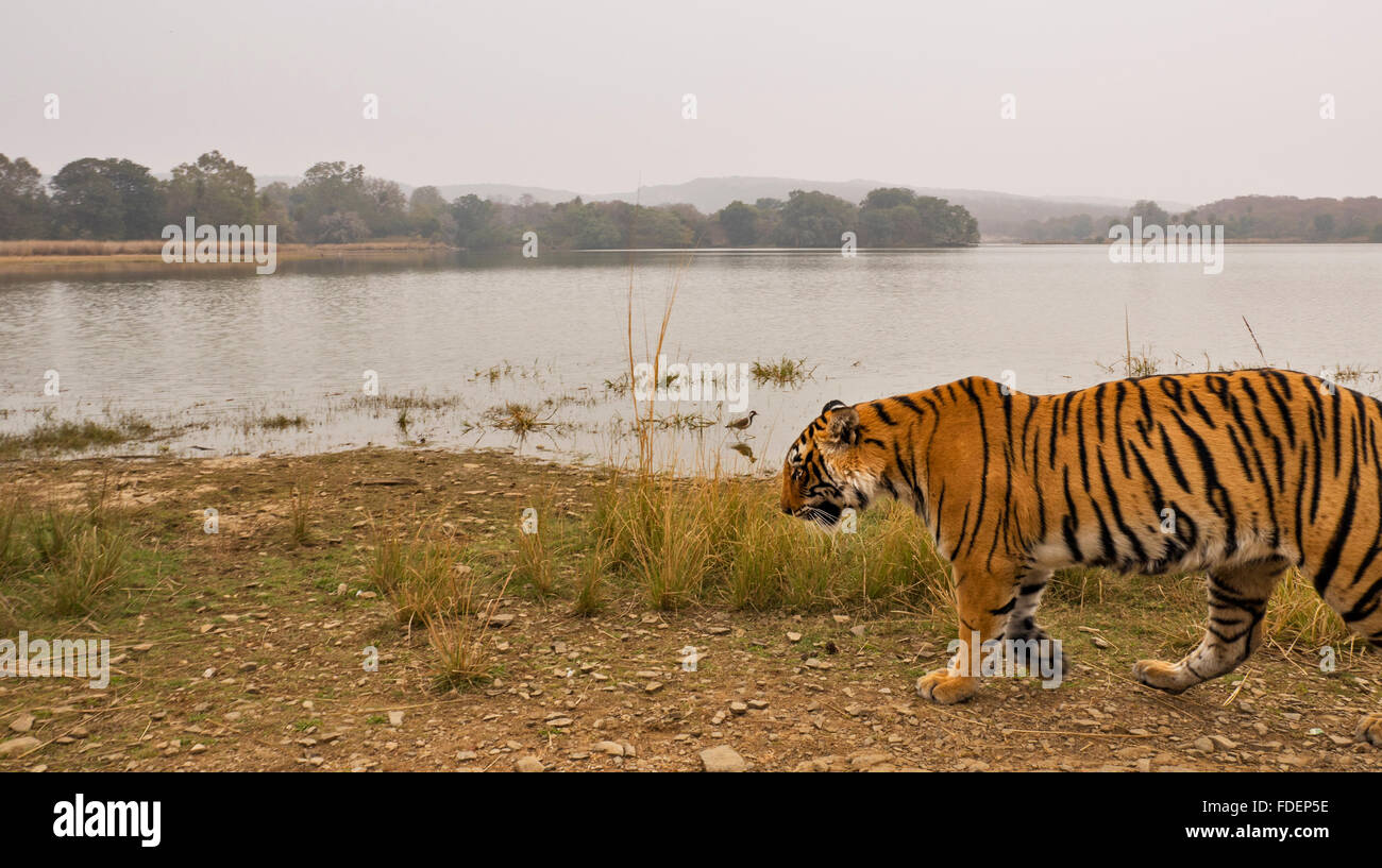 Wide angled shot of a wild tiger walking along the shores of the Raj Bagh lake on a foggy winter morning in Ranthambhore tiger r Stock Photo