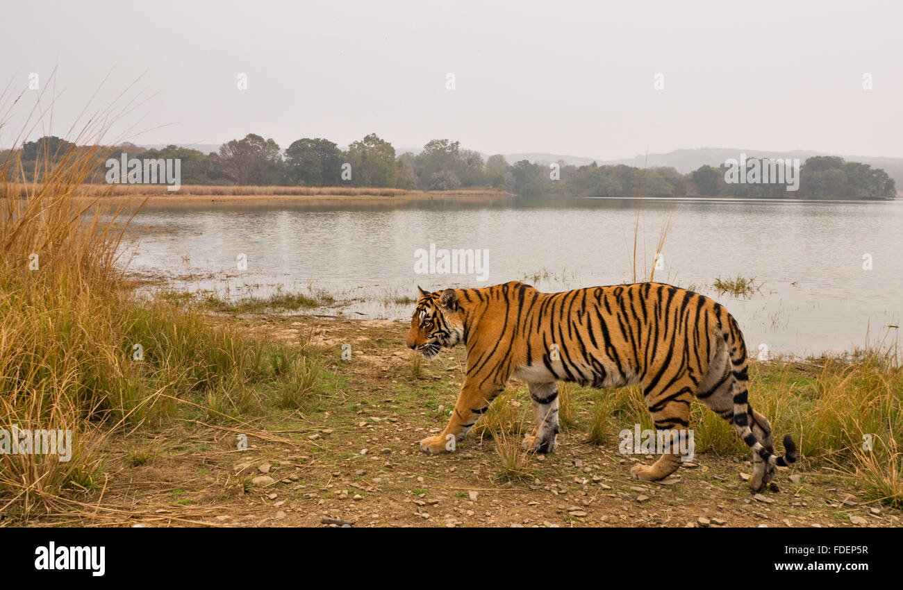 Wide angled shot of a wild tiger walking along the shores of the Raj Bagh lake on a foggy winter morning in Ranthambhore tiger r Stock Photo