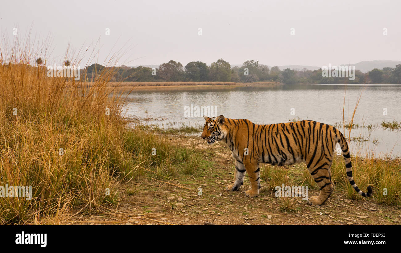 Wide angled shot of a wild tiger walking along the shores of the Raj Bagh lake on a foggy winter morning in Ranthambhore tiger r Stock Photo