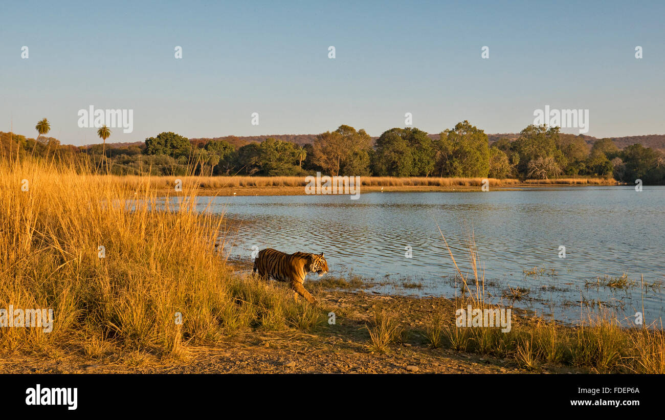 Wide angled shot of a wild tiger walking along the shores of the Raj Bagh lake on a clear winter morning in Ranthambhore tiger r Stock Photo