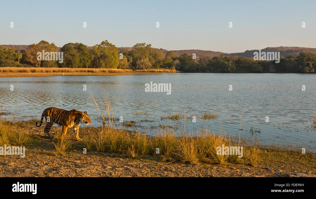 Wide angled shot of a wild tiger walking along the shores of the Raj Bagh lake on a clear winter morning in Ranthambhore tiger r Stock Photo