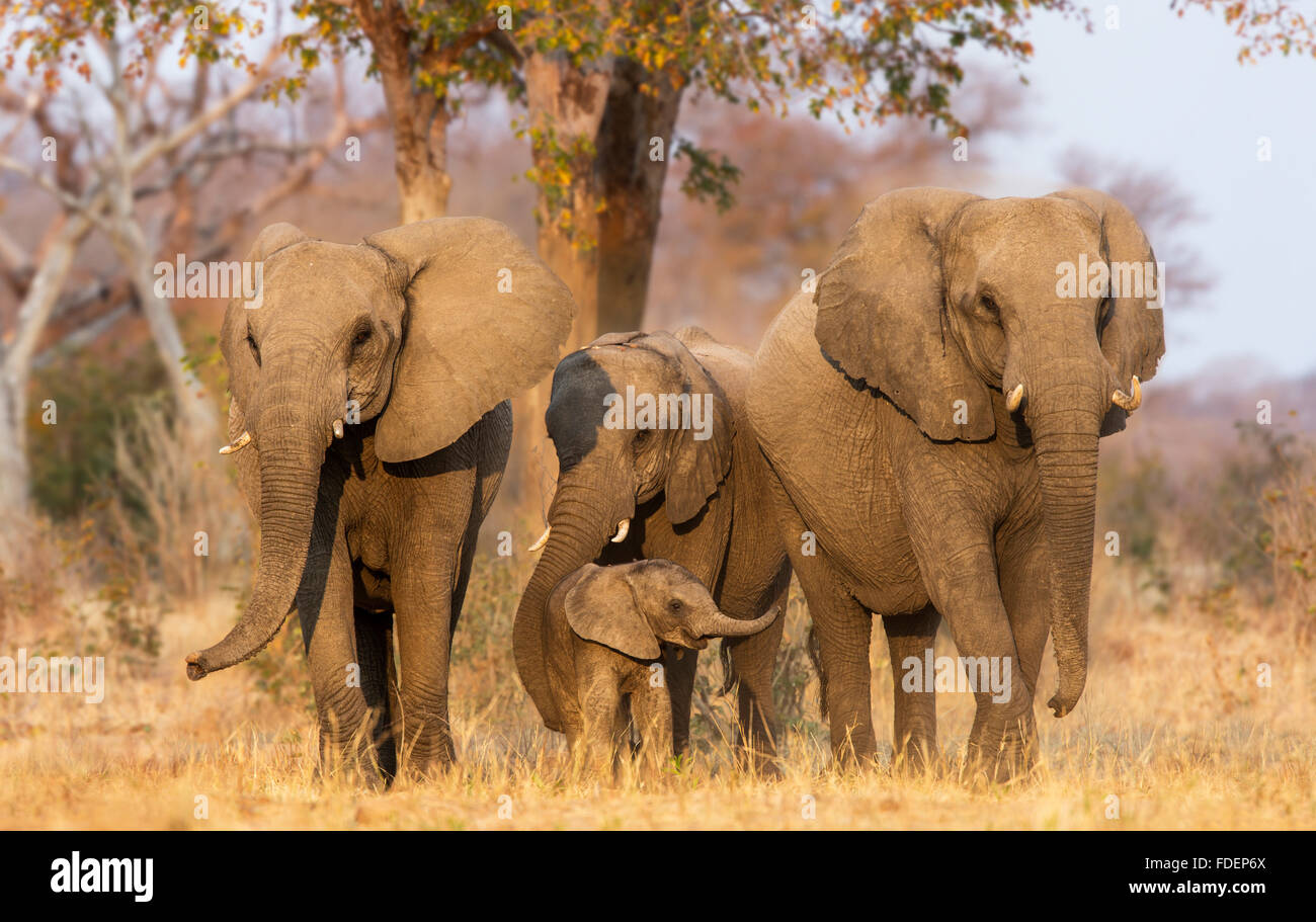 A small breeding herd group of four African elephants standing close together with the baby's trunk outstretched towards an adul Stock Photo
