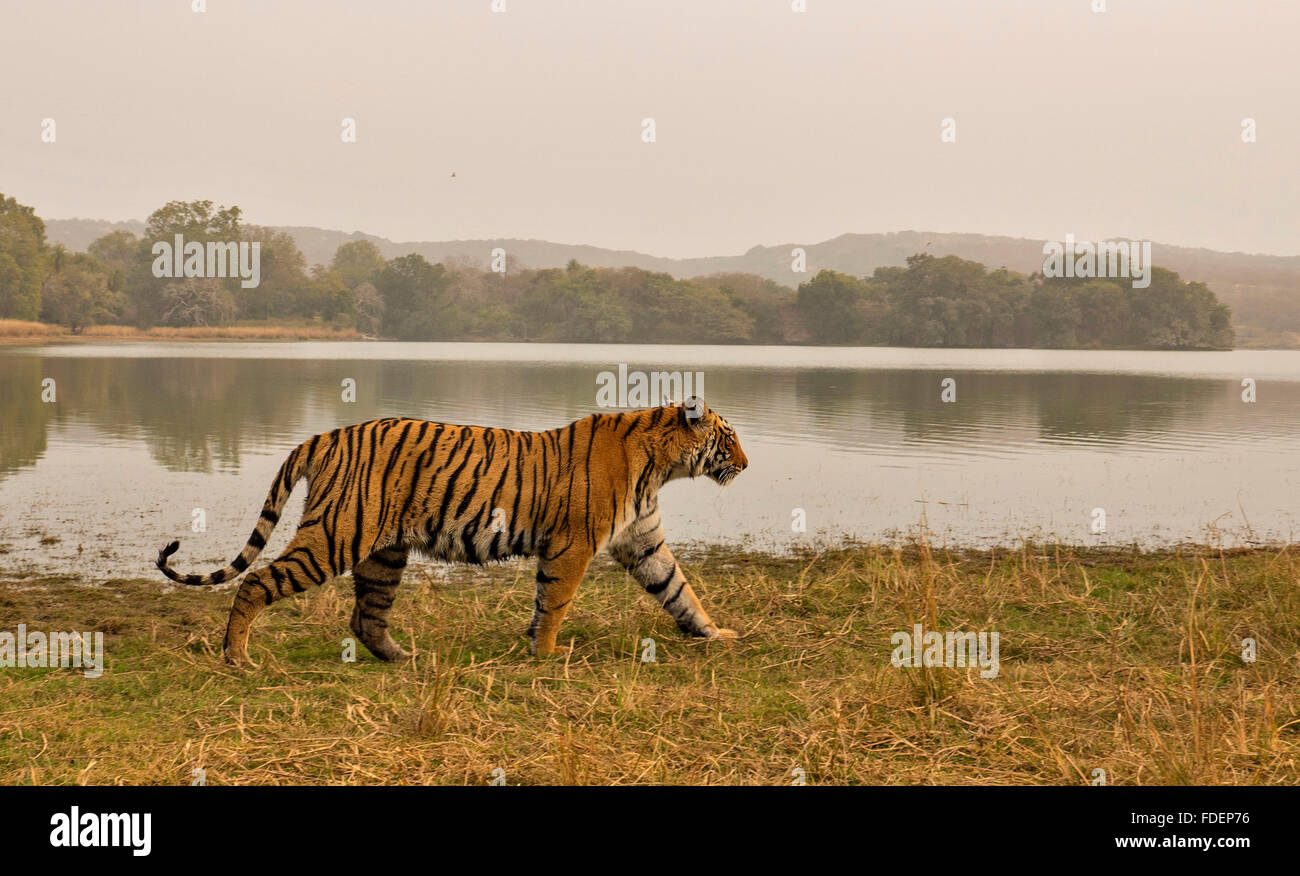 Wide angled shot of a wild tiger walking along the shores of the Raj Bagh lake on a foggy winter morning in Ranthambhore tiger r Stock Photo