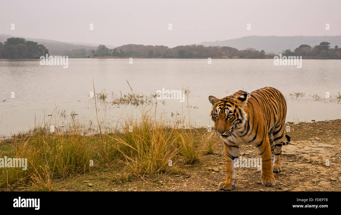 Wide angled shot of a wild tiger walking along the shores of the Raj Bagh lake on a foggy winter morning in Ranthambhore tiger r Stock Photo