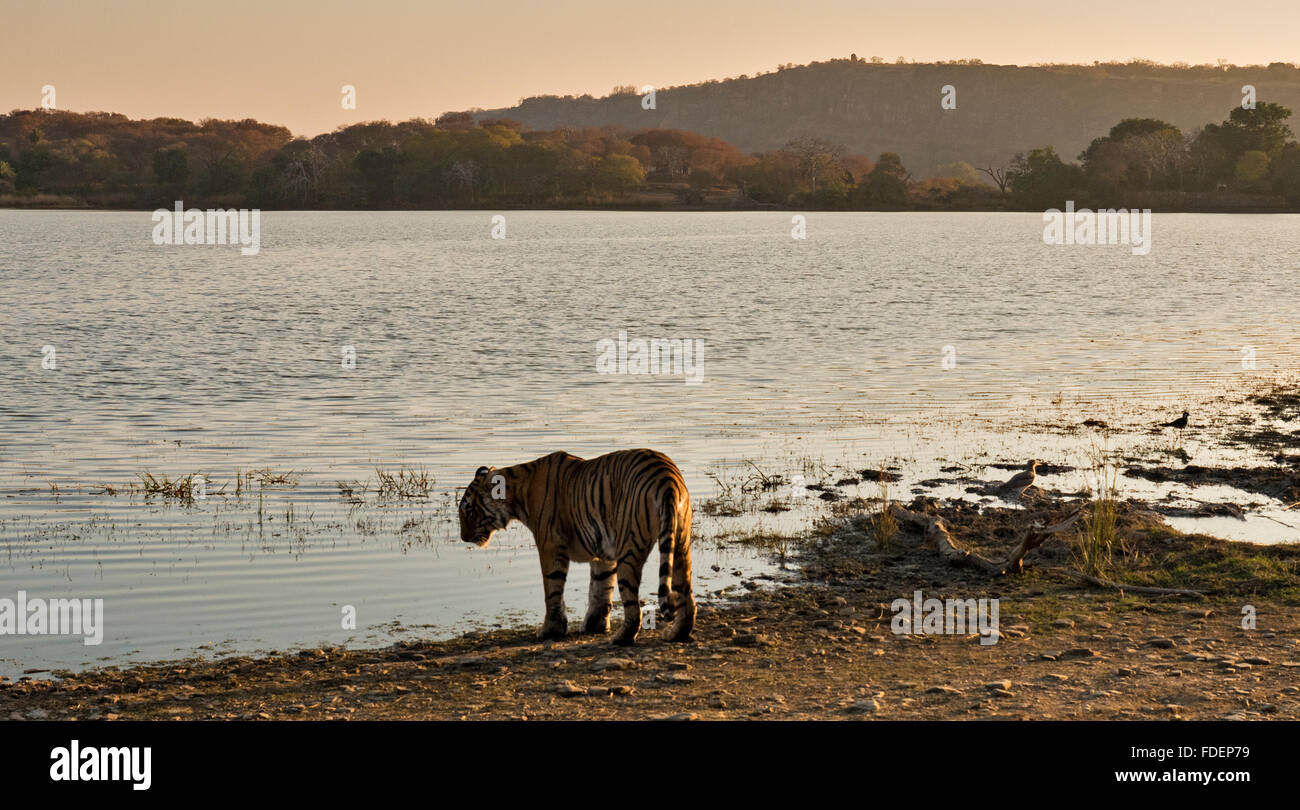 Wide angled shot of a wild tiger walking along the shores of the Raj Bagh lake on a clear winter morning in Ranthambhore tiger r Stock Photo