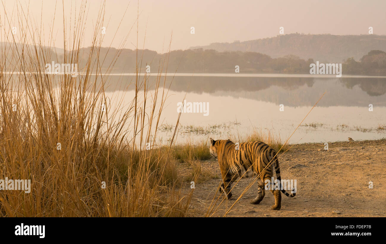 Wide angled shot of a wild tiger walking along the shores of the Raj Bagh lake on a misty winter morning in Ranthambhore tiger r Stock Photo