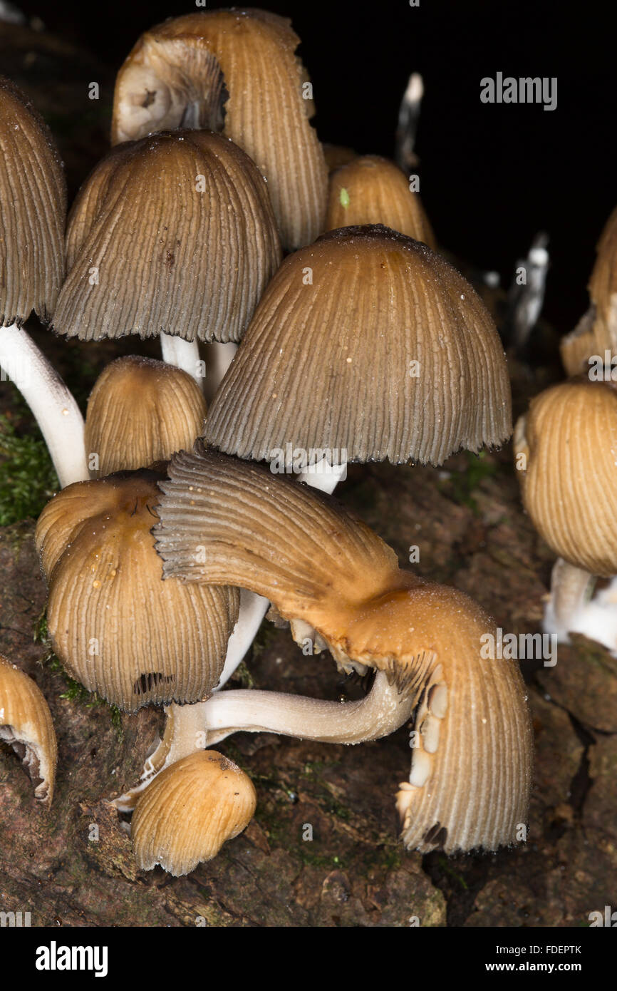 A macro image of wild growing British mushrooms/fungi, possibly Conical Brittlestem, (Psathyrella conopilus) Stock Photo
