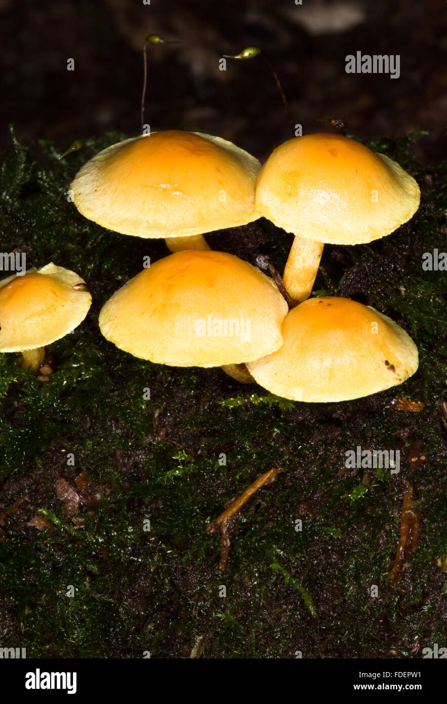 Macro image of wild growing mushrooms/fungi, possibly Funeral Bell