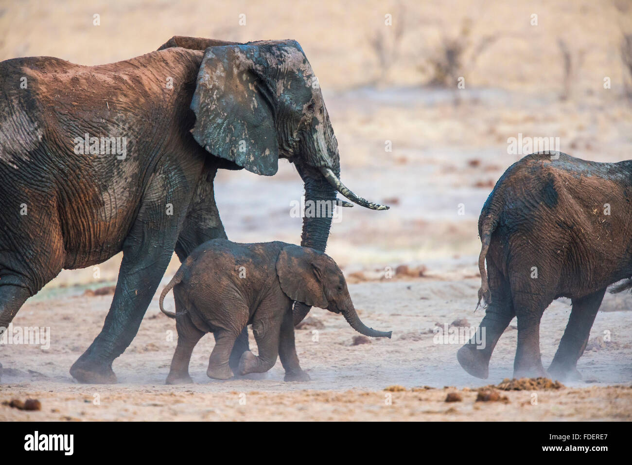 Elephant cow and calf walking side by side after a mudbath Stock Photo