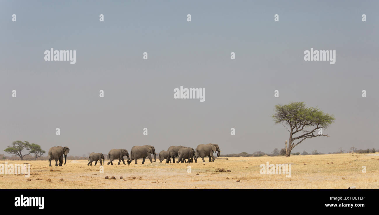 Scenic view of a herd African elephants walking in a line with a lone tree on the horizon Stock Photo