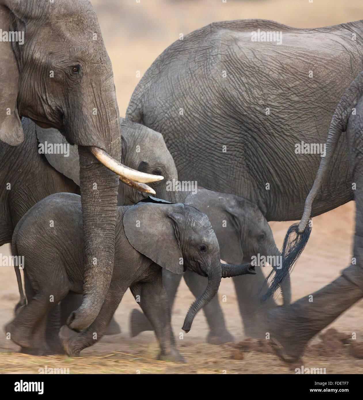Close up of baby elephants walking in the midst of a breeding herd on the move, Stock Photo