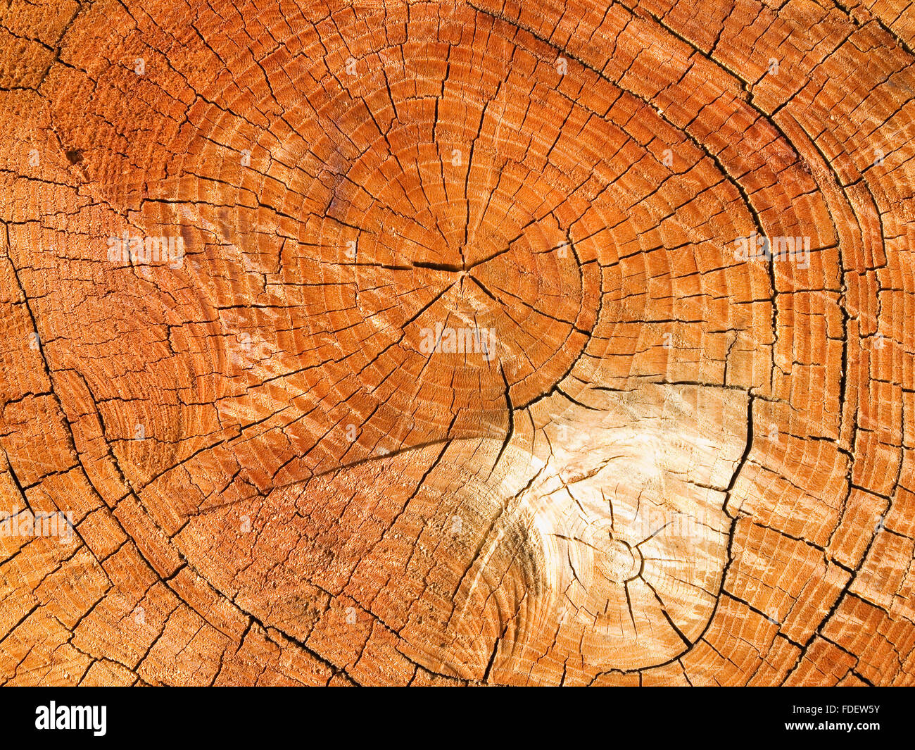 Tree disc with growth rings hi-res stock photography and images - Alamy