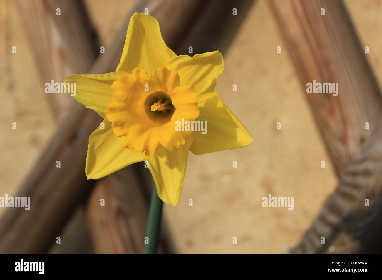 Easter flower border hires stock photography and images Alamy