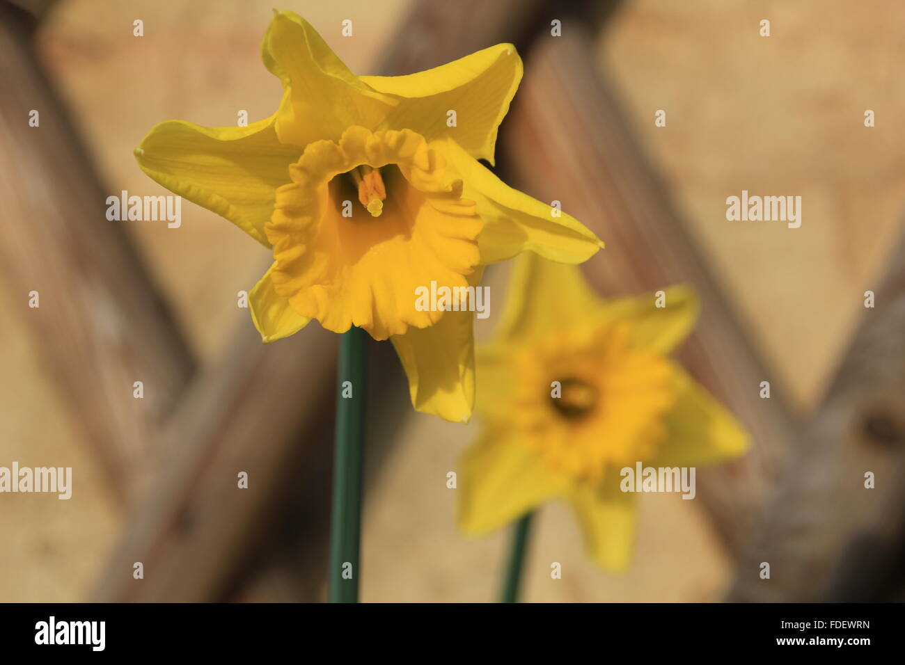 Easter flower border hires stock photography and images Alamy