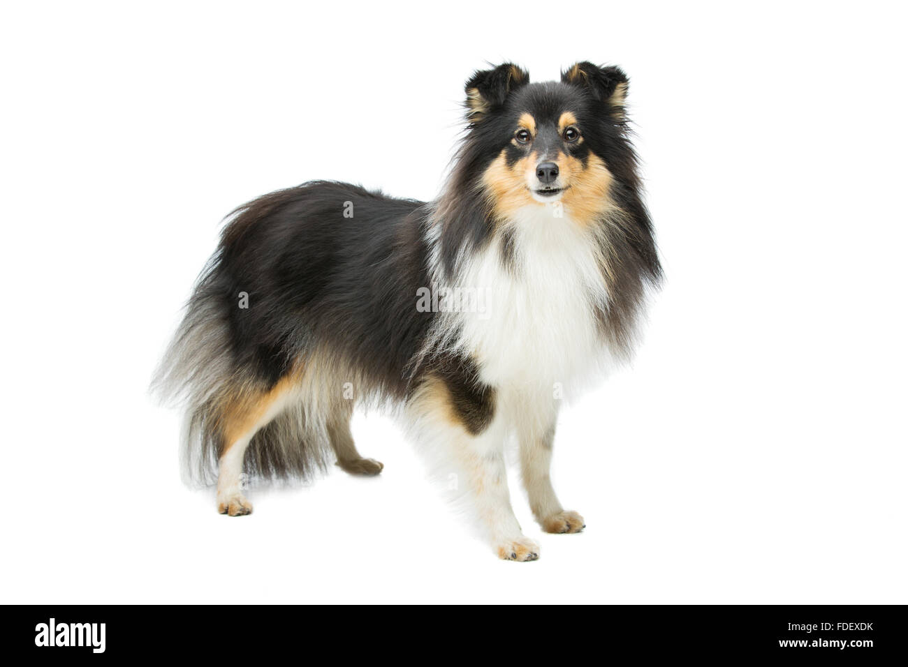 sheltie tricolor