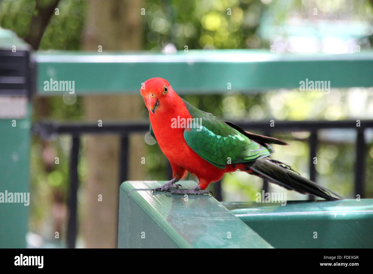 red and green parrot Stock Photo